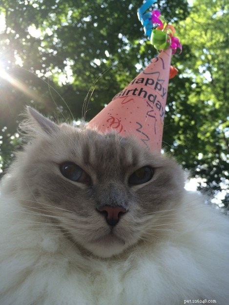 Celebrating Trigg’s 6th Birthday: A Heartwarming Tribute to a Quirky Cat