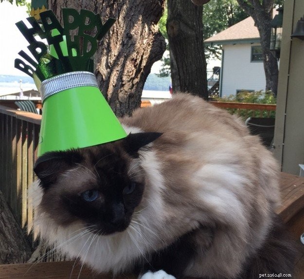 Celebrating Caymus s 11th Birthday: A Tribute to Our Beloved Ragdoll Cat