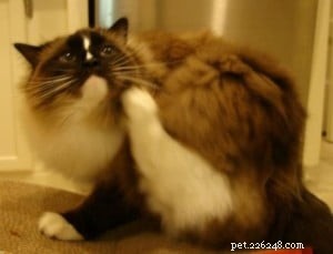 Understanding Cat Food Allergies: Insights from Dr. Jean Hofve, DVM