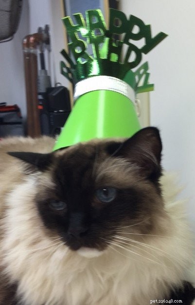 Celebrating Caymus s 11th Birthday: A Tribute to Our Beloved Ragdoll Cat