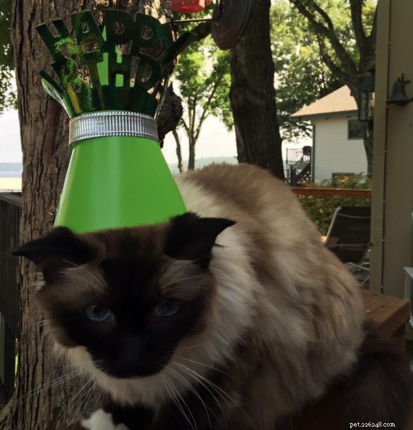 Celebrating Caymus s 11th Birthday: A Tribute to Our Beloved Ragdoll Cat