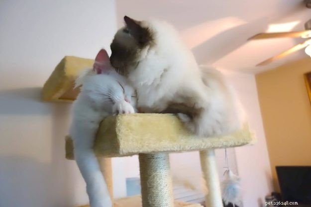 Peach – Featured Ragdoll Kitten of the Month