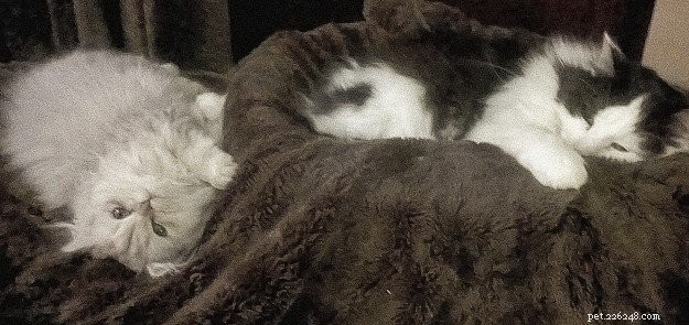 Meet Ogee: The Gentle Ragamuffin Who Brings Calm to the Home