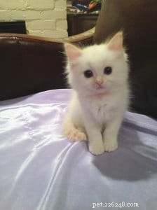 Peach – Featured Ragdoll Kitten of the Month