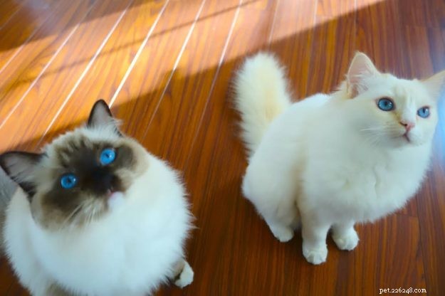 Peach – Featured Ragdoll Kitten of the Month