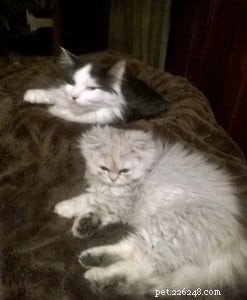 Meet Ogee: The Gentle Ragamuffin Who Brings Calm to the Home