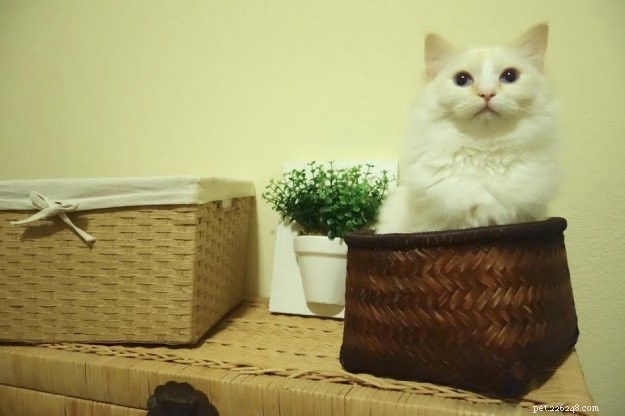 Peach – Featured Ragdoll Kitten of the Month