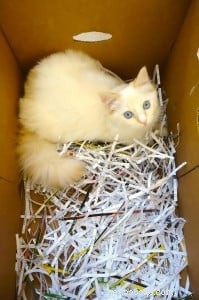 Peach – Featured Ragdoll Kitten of the Month