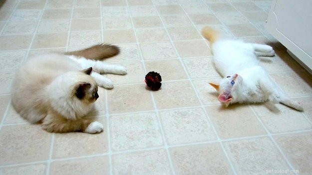 Peach – Featured Ragdoll Kitten of the Month