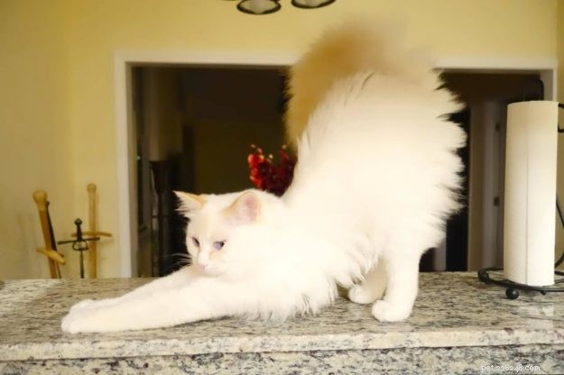 Peach – Featured Ragdoll Kitten of the Month