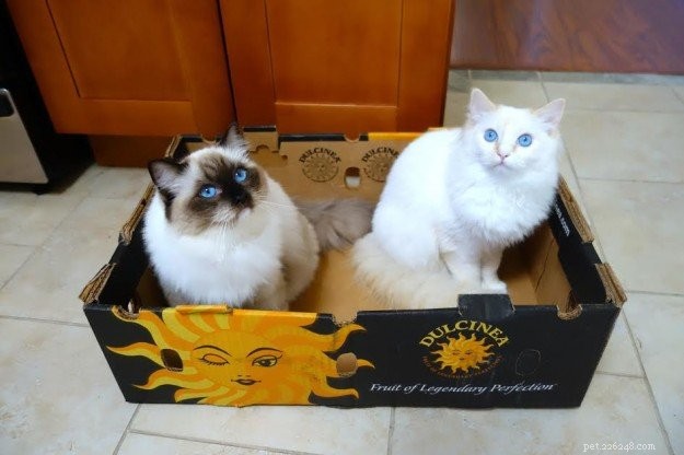 Peach – Featured Ragdoll Kitten of the Month