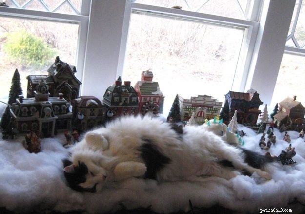 Meet Ogee: The Gentle Ragamuffin Who Brings Calm to the Home