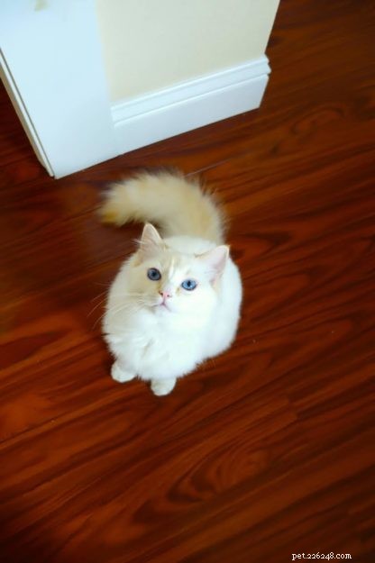 Peach – Featured Ragdoll Kitten of the Month