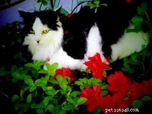 Meet Ogee: The Gentle Ragamuffin Who Brings Calm to the Home