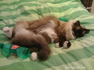 Ragdoll Cat Ownership Costs: Purchase Price & Ongoing Expenses Explained