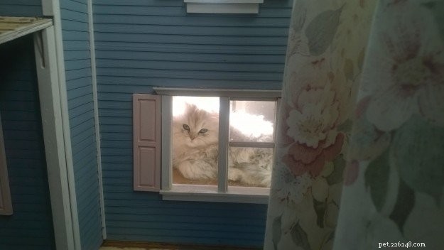 Meet Ogee: The Gentle Ragamuffin Who Brings Calm to the Home