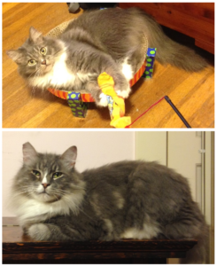 Homeopathy: A Proven Path to Cat Allergy Relief