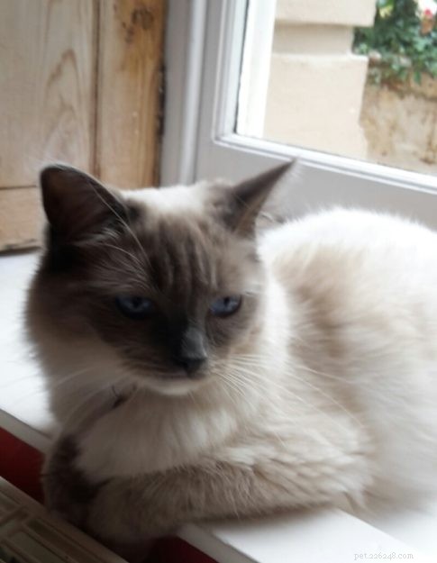 Meet Skye: Our Beautiful Ragdoll Star
