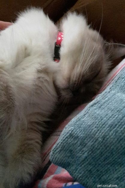 Meet Skye: Our Beautiful Ragdoll Star