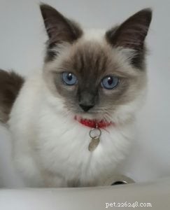 Meet Skye: Our Beautiful Ragdoll Star