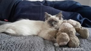 Meet Skye: Our Beautiful Ragdoll Star