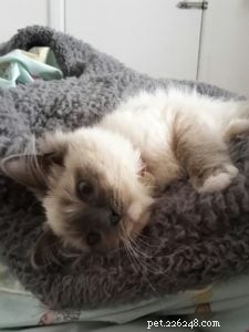 Meet Skye: Our Beautiful Ragdoll Star