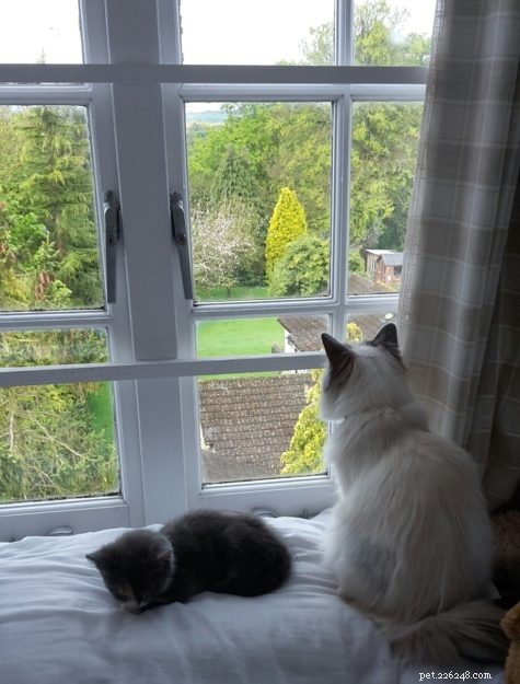 Meet Skye: Our Beautiful Ragdoll Star