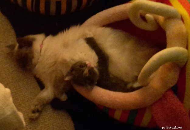 Meet Skye: Our Beautiful Ragdoll Star