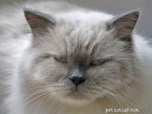 Meet Prince: The Ragdoll Cat Who Keeps Our Nights Cozy