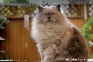 Meet Prince: The Ragdoll Cat Who Keeps Our Nights Cozy