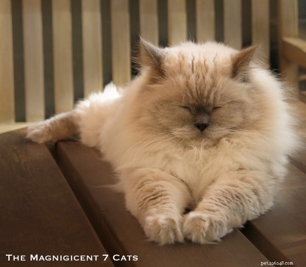 Meet Prince: The Ragdoll Cat Who Keeps Our Nights Cozy
