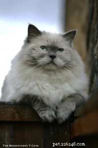 Meet Prince: The Ragdoll Cat Who Keeps Our Nights Cozy