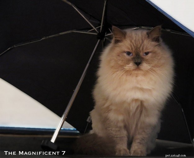 Meet Prince: The Ragdoll Cat Who Keeps Our Nights Cozy