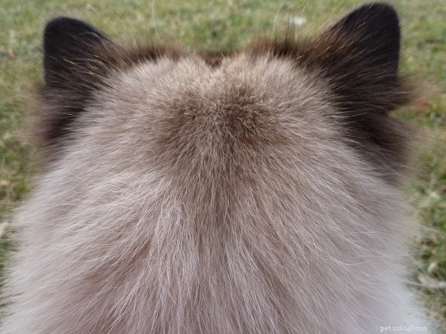 Charlie the Ragdoll: Noticeable Winter Ear Hair Growth