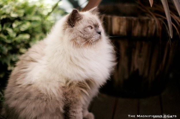 Meet Prince: The Ragdoll Cat Who Keeps Our Nights Cozy