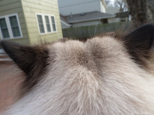 Charlie the Ragdoll: Noticeable Winter Ear Hair Growth