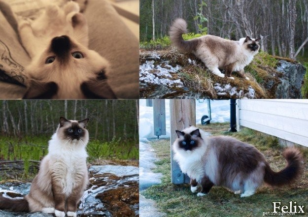 Meet Prince & Felix: The Charming Ragdoll Duo from Northern Norway