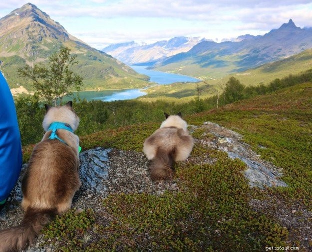 Meet Prince & Felix: The Charming Ragdoll Duo from Northern Norway