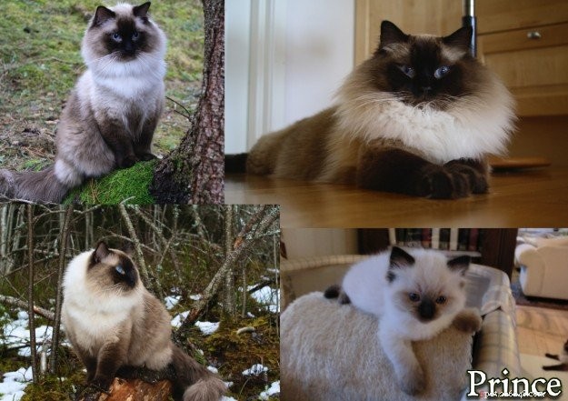 Meet Prince & Felix: The Charming Ragdoll Duo from Northern Norway