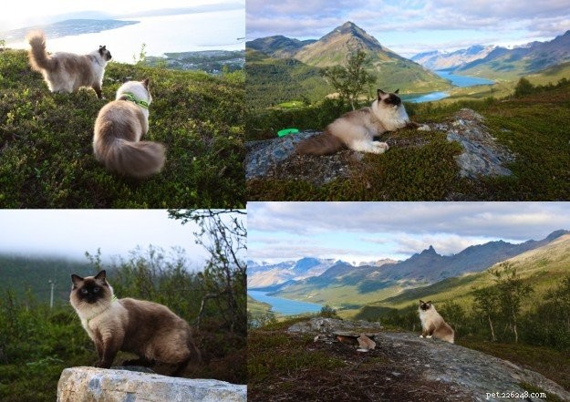 Meet Prince & Felix: The Charming Ragdoll Duo from Northern Norway