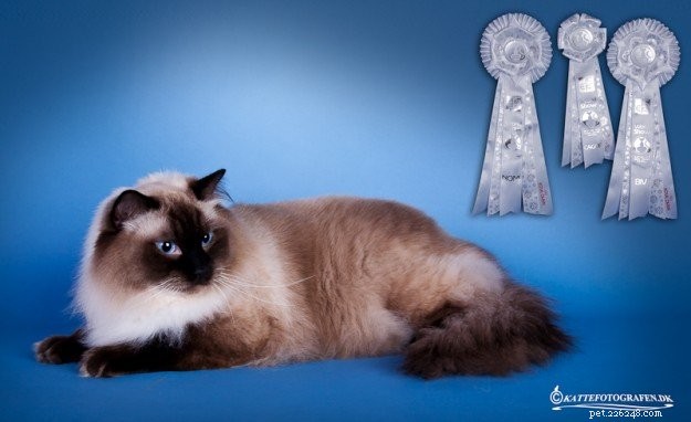 Meet Prince & Felix: The Charming Ragdoll Duo from Northern Norway