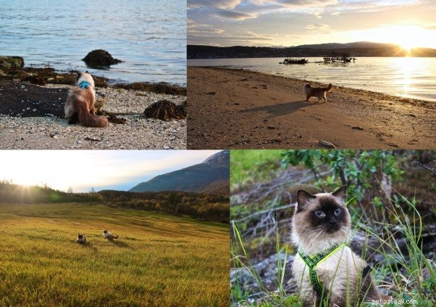 Meet Prince & Felix: The Charming Ragdoll Duo from Northern Norway