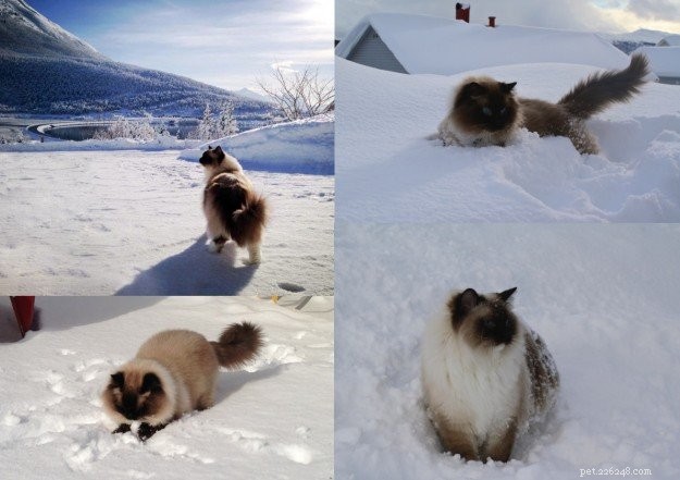 Meet Prince & Felix: The Charming Ragdoll Duo from Northern Norway