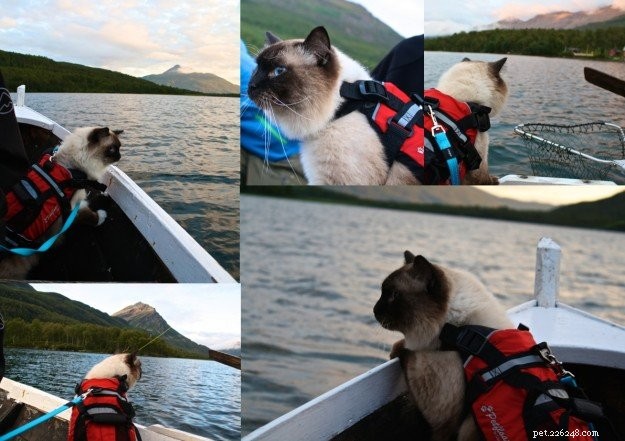 Meet Prince & Felix: The Charming Ragdoll Duo from Northern Norway