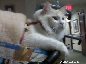 Meet Tiki: The Adorable Ragdoll Star of the Week