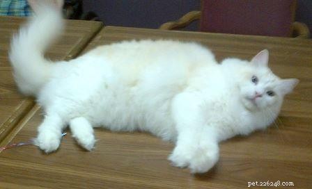 Meet Tiki: The Adorable Ragdoll Star of the Week
