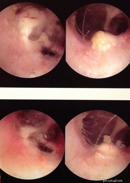Ragdoll Cat Ear Canal Benign Cyst: Diagnosis, Treatment, and Care