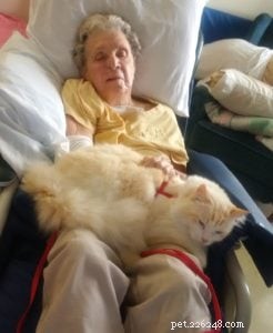 Meet Tiki: The Adorable Ragdoll Star of the Week