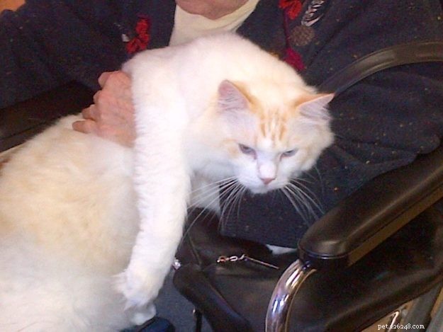 Meet Tiki: The Adorable Ragdoll Star of the Week