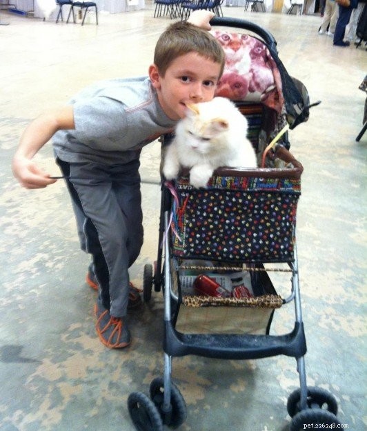 Meet Tiki: The Adorable Ragdoll Star of the Week